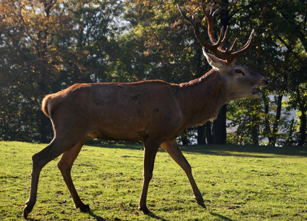 Landgasthof Hirschen Hohenems Bagian luar foto